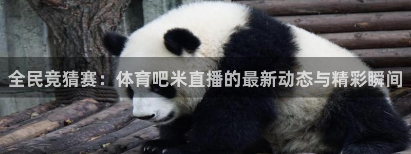 全民竞猜赛：体育吧米直播的最新动态与精彩瞬间